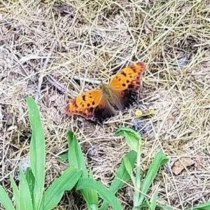 Meet your Posher, Laura c